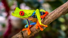 Beautiful Tree Frog