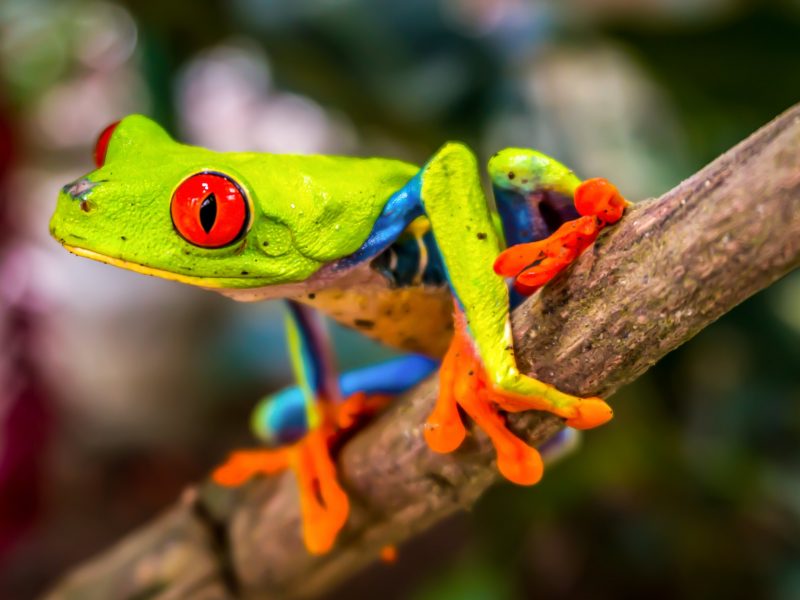 Beautiful Tree Frog