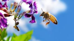 Bee On Flower Widescreen