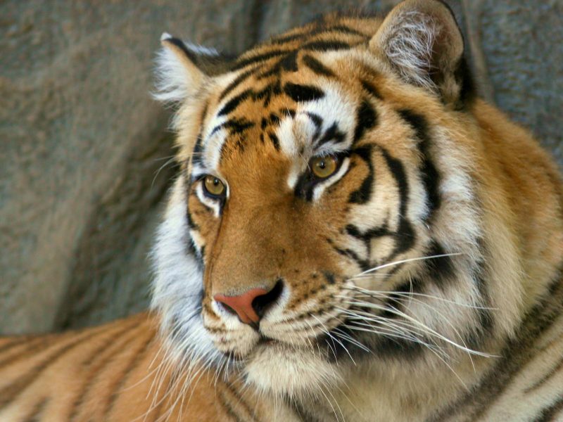 Bengal Tiger 1