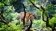 Bengal Tiger In Jungle