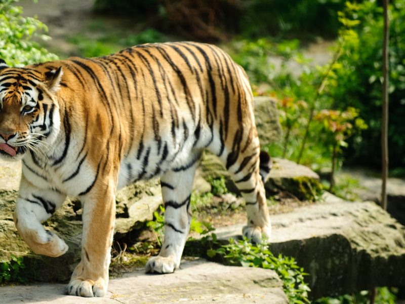 Best Tiger