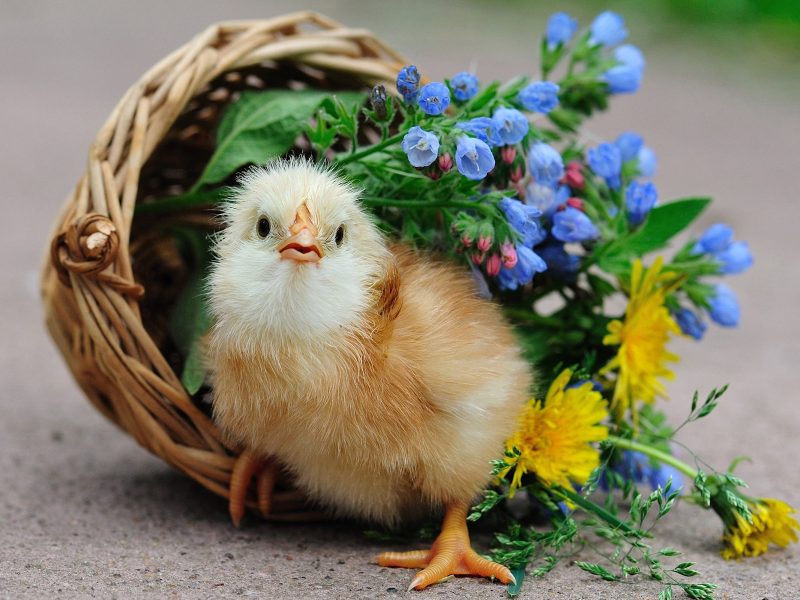 Bird Chick Chick Basket Flowers