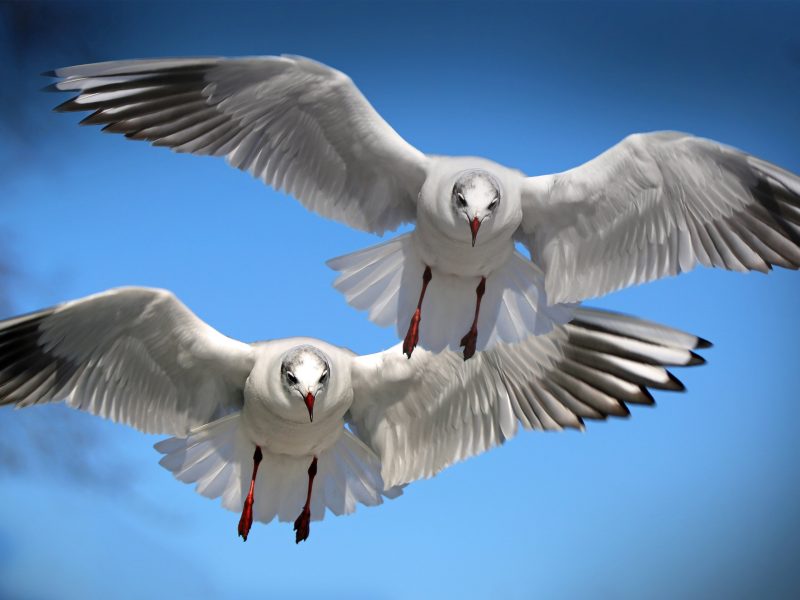 Two flying seagulls