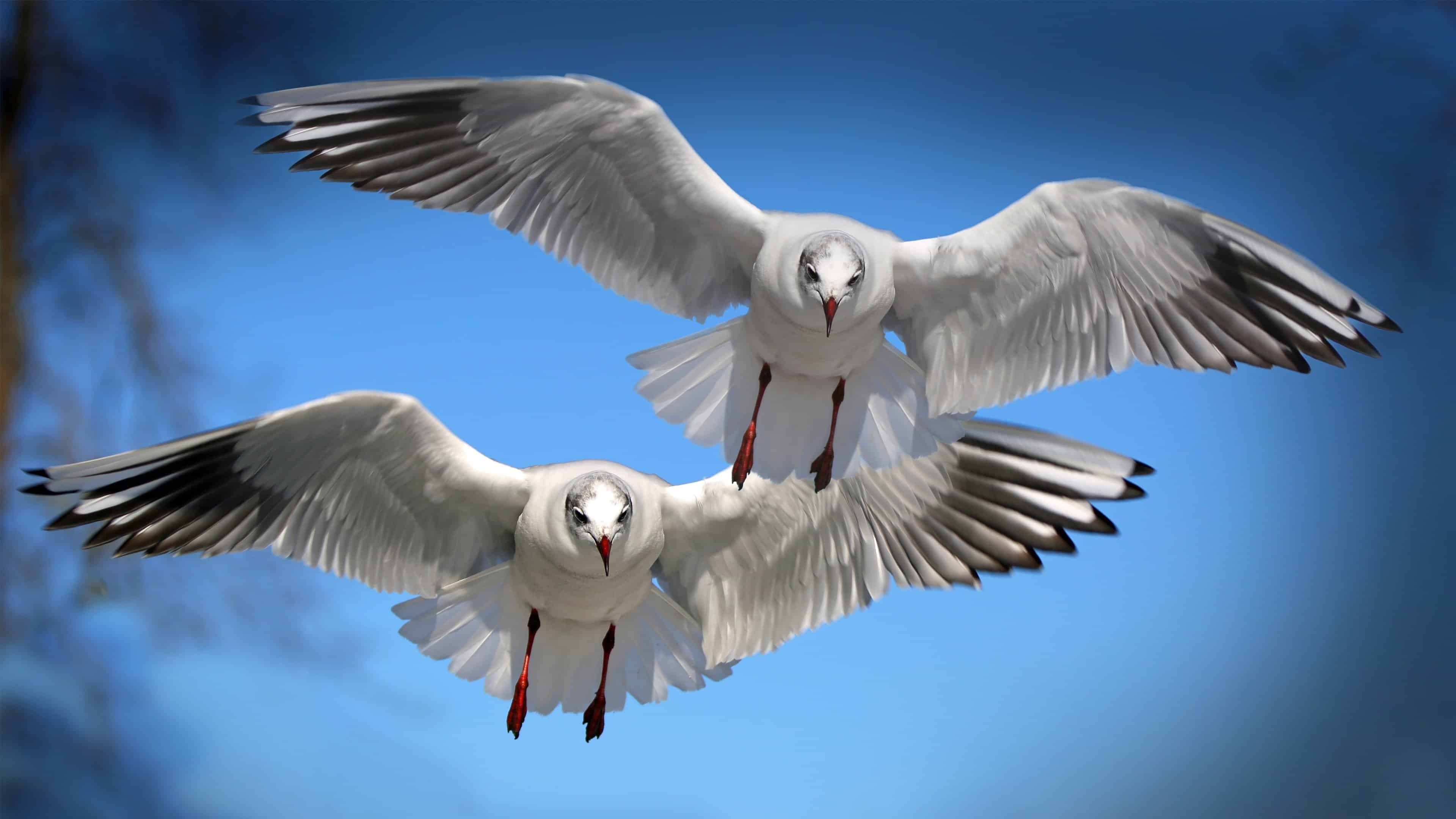 Two Flying Seagulls High Definition Wallpaper