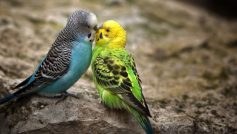 Birds Kissing