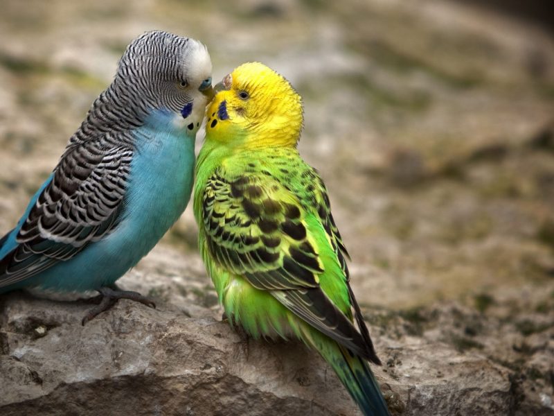 Birds Kissing