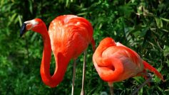 Pretty Flamingo Couple