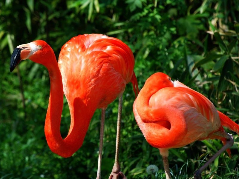 Pretty Flamingo Couple