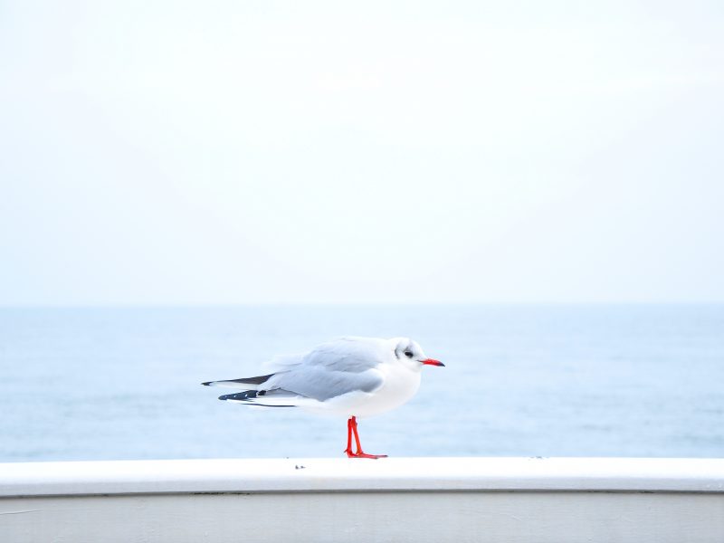 Birds Blue Gray Sea Seagulls White