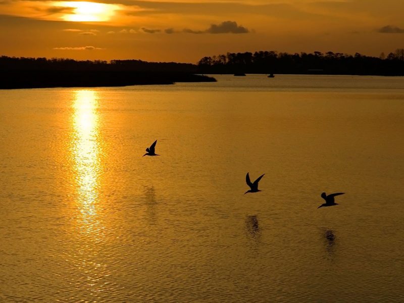 Birds Flying In The Sunset