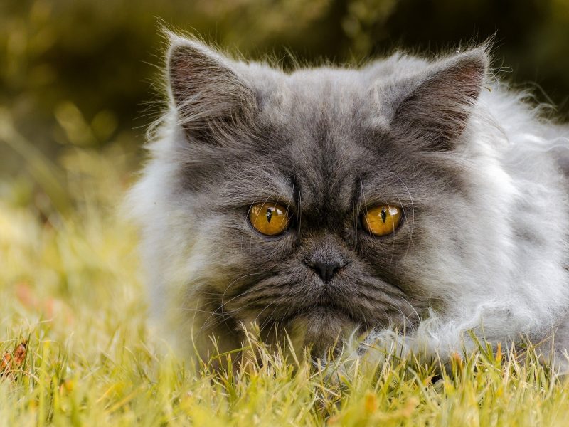 Persian cat with yellow eyes
