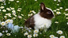 A Beautiful Rabbit Is Sitting On Grasses With Flowers