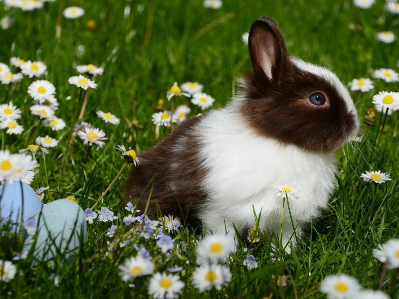 A Beautiful Rabbit Is Sitting On Grasses With Flowers