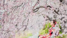 Girl In Red Kimono Under The Cherry Blossom Tree